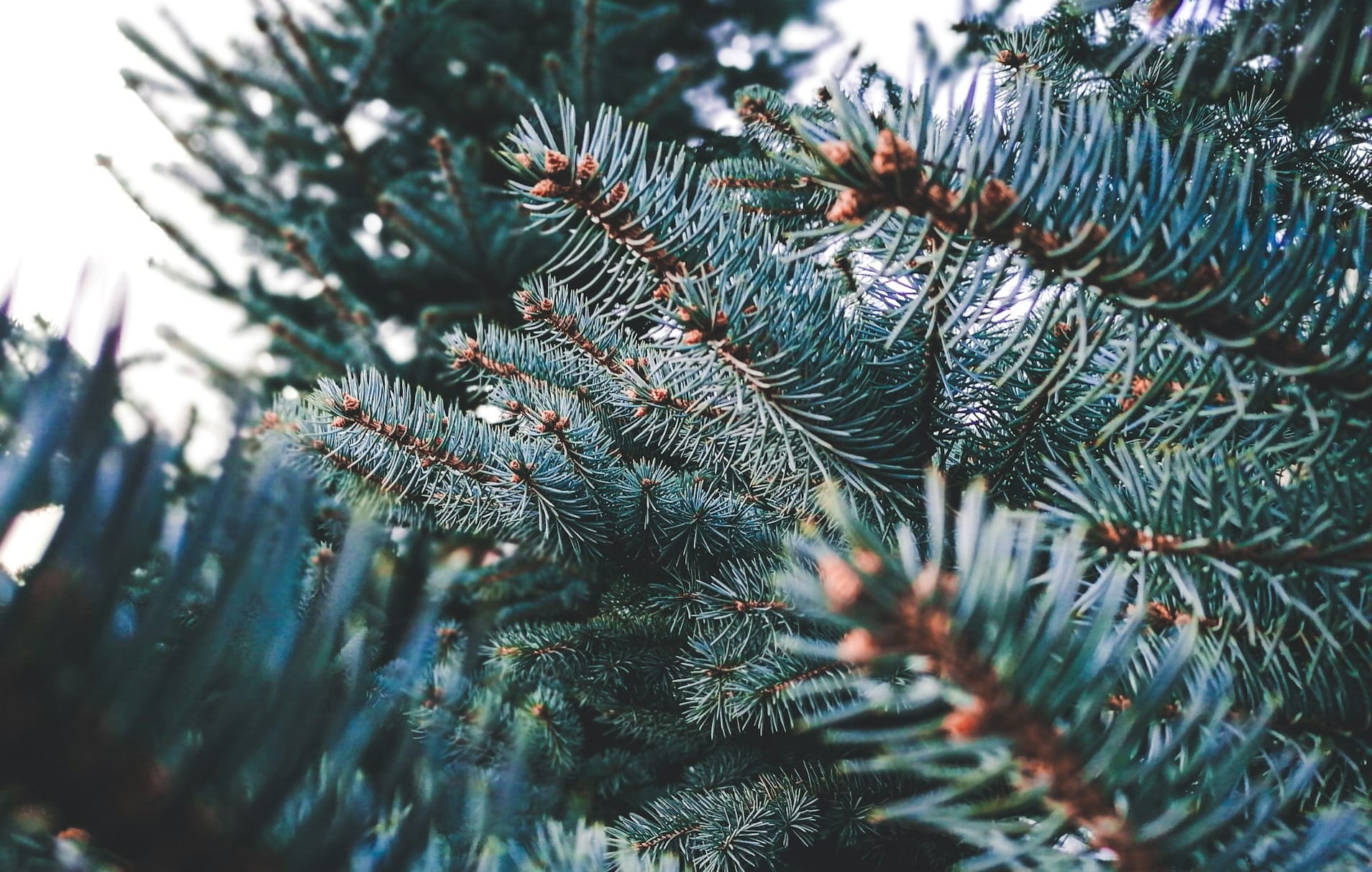 December Events (curated)